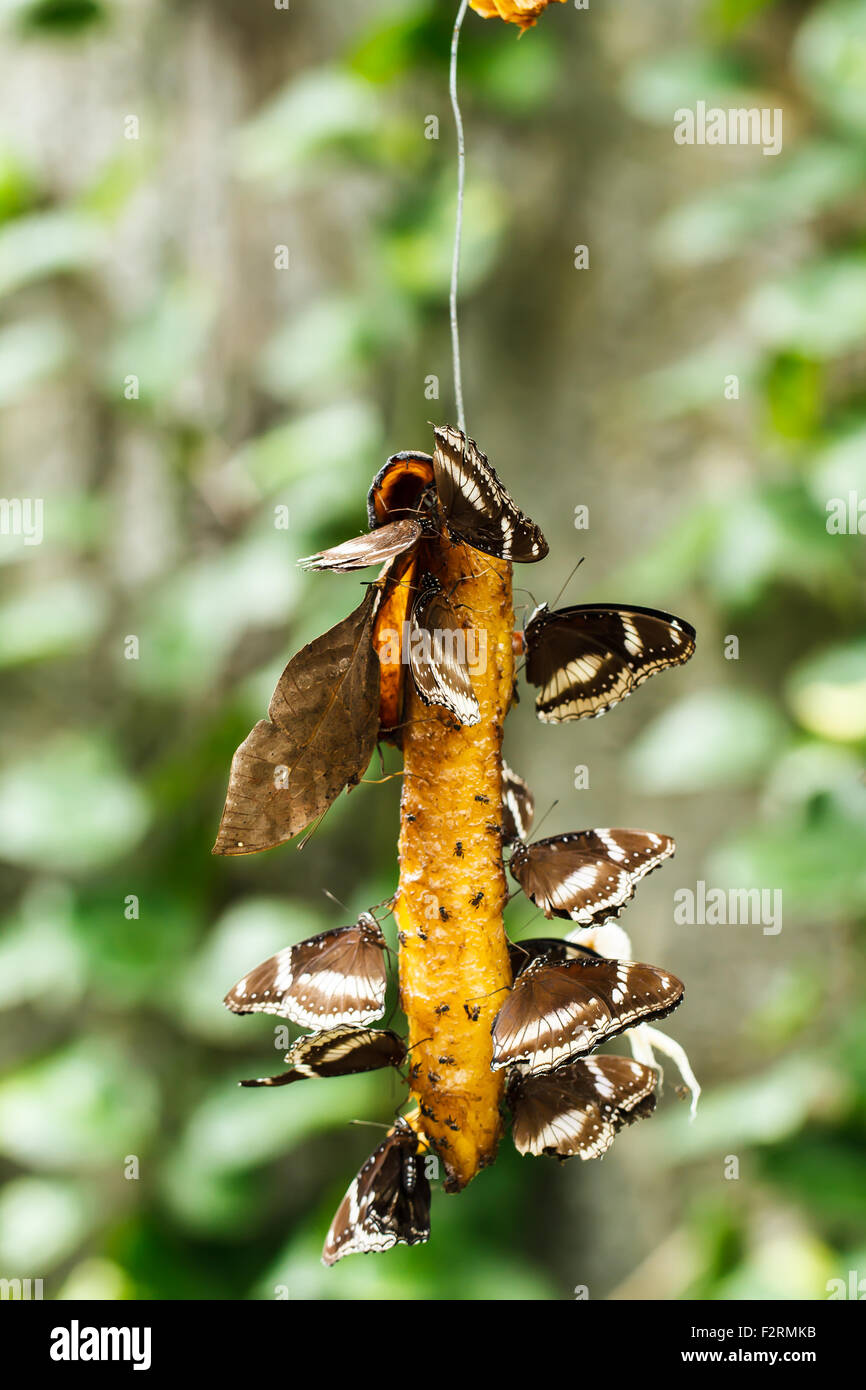 Black butterfly hires stock photography and images Alamy