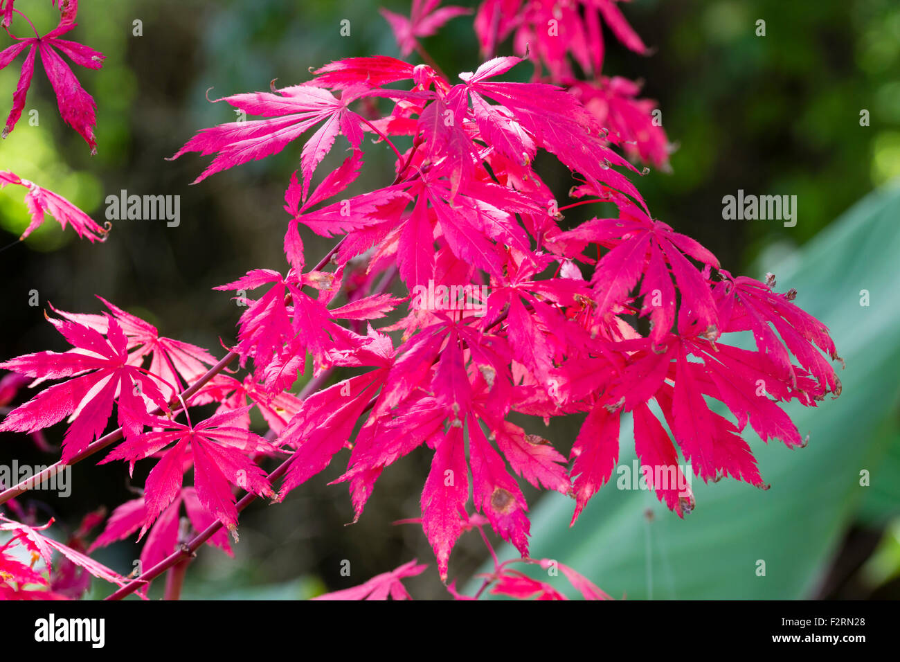 Red autumn foliage of the Japanese maple, Acer palmatum 'Autumn Showers' Stock Photo