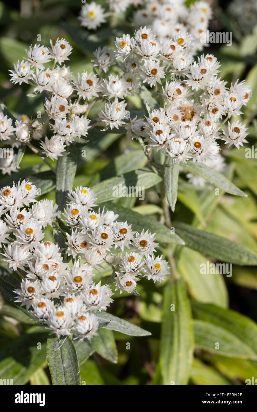 Yellow centered white flowers of the pearl everlasting, Anaphalis triplinervis Stock Photo