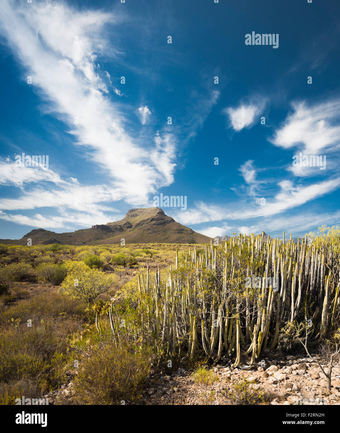 The iconic mountain of Roque del Conde in southern Tenerife, with typical flora of this semi-arid region in the foreground Stock Photo
