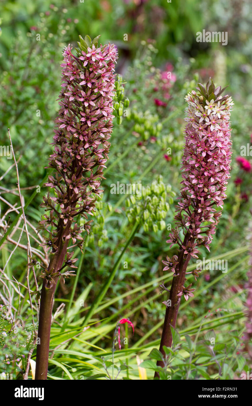 Flower spikes of the dark foliaged pineapple lily, 'Zeal Bronze