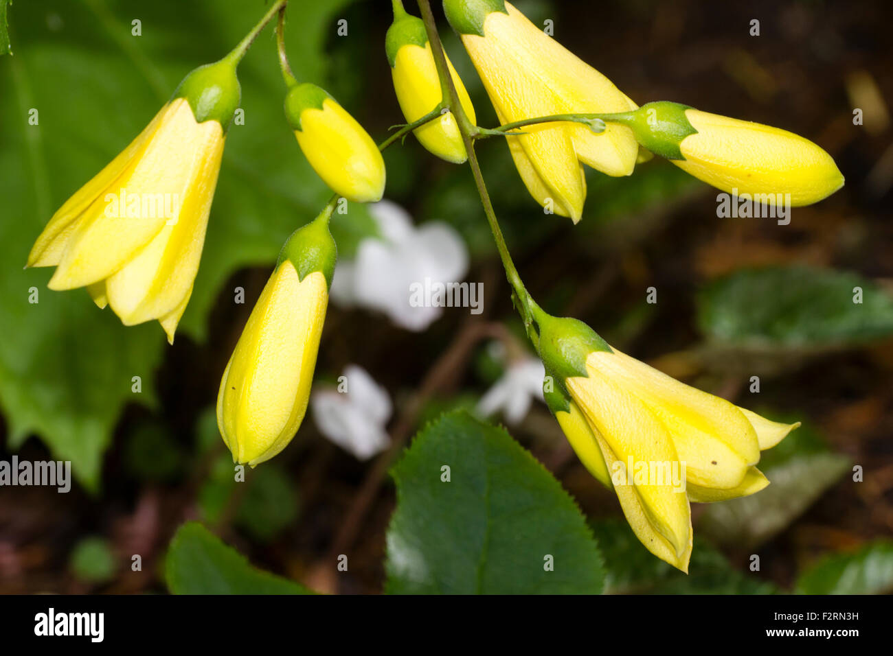 Yellow September flowers of the Japanese woodland perennial, Kirengeshoma palmata Stock Photo
