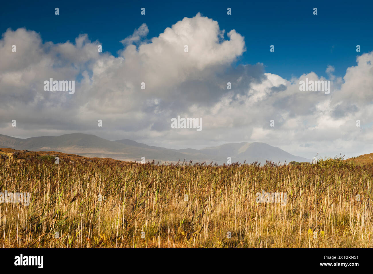 View eastwards over reeds from Cahergarriff towards Hungry Hill, Beara Penisula, County Cork, Ireland Stock Photo