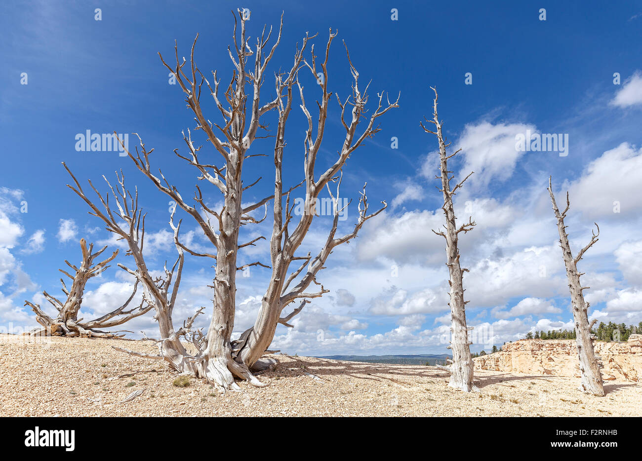 Dry trees in Bryce Canyon National Park, Utah, USA. Stock Photo