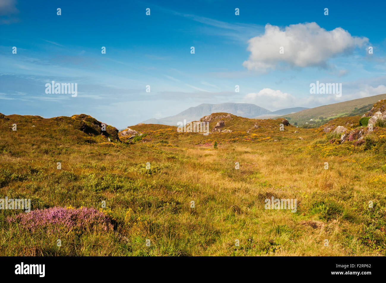 Western gorse and heather flowering in the Caha Mountains, near Glengarriff, County Cork, with Hungry Hill in the background Stock Photo