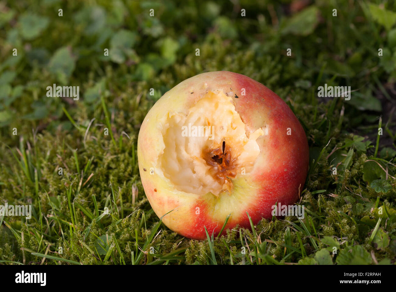 Fallen apple partially eaten by insects Stock Photo