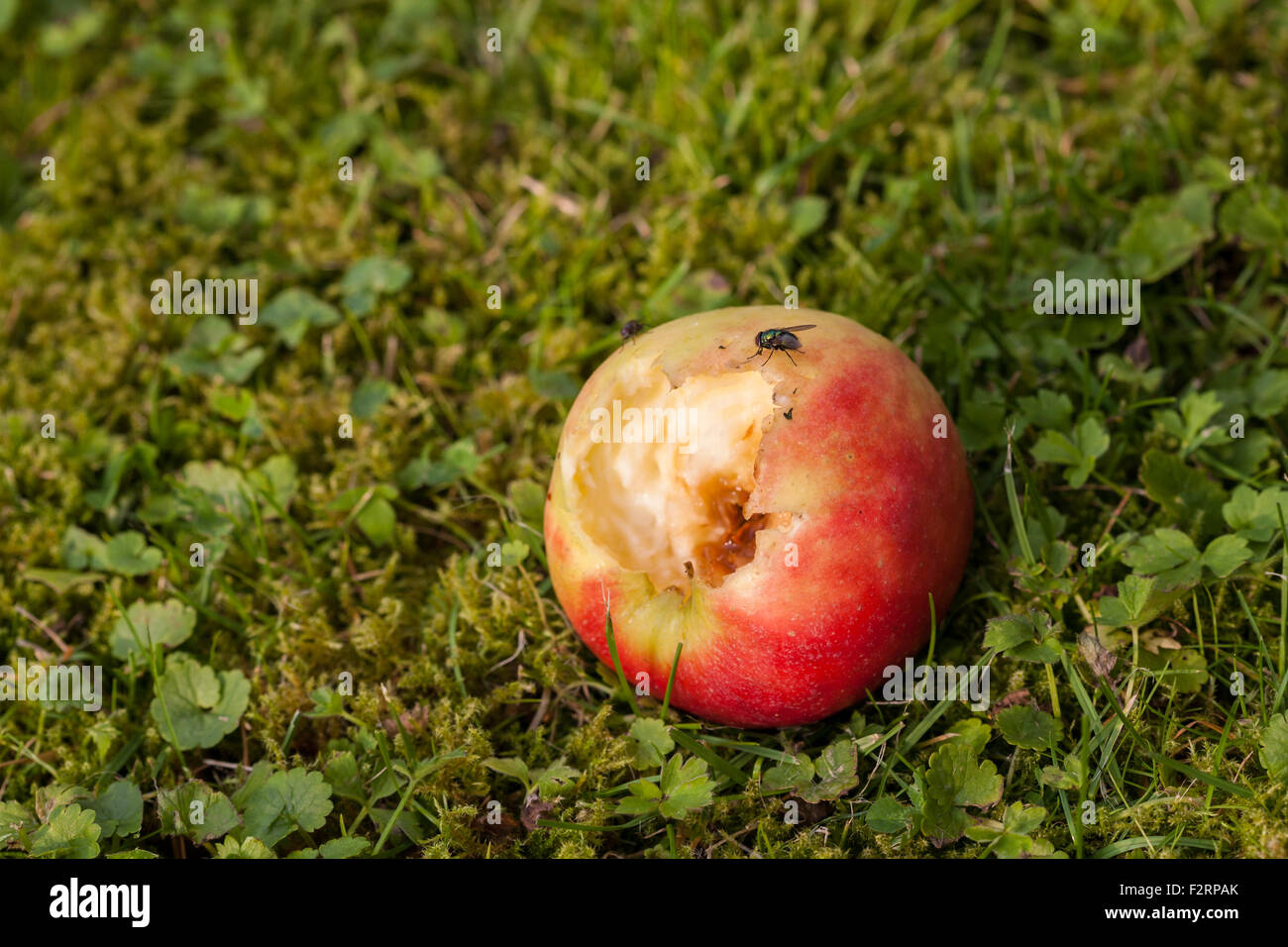 Fallen apple partially eaten by insects Stock Photo