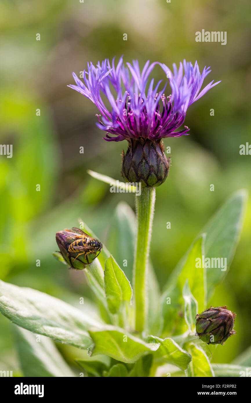 Wasp rests on knapweed flower bud Stock Photo