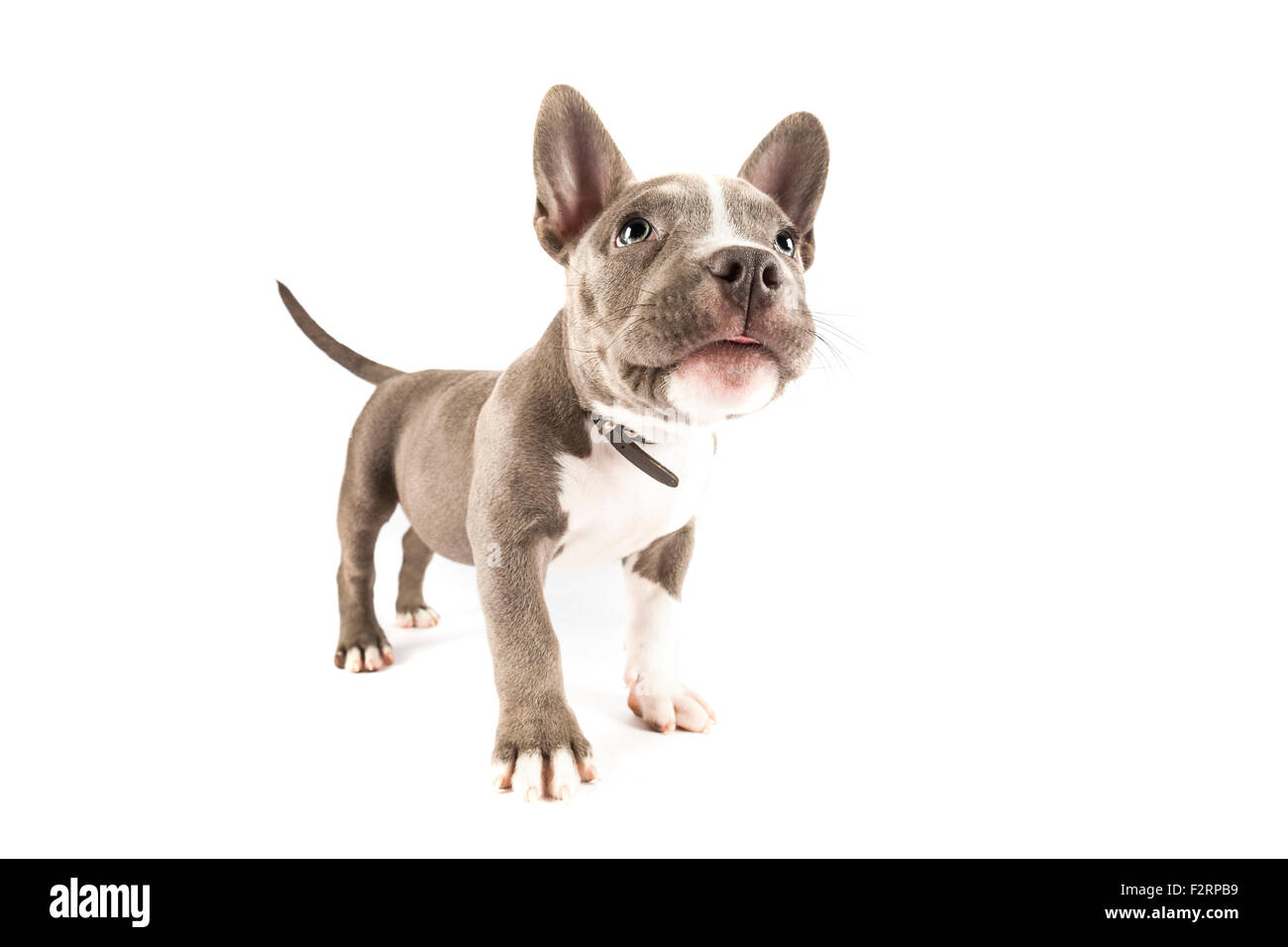 American Pocket Bully pup standing on white background Stock Photo