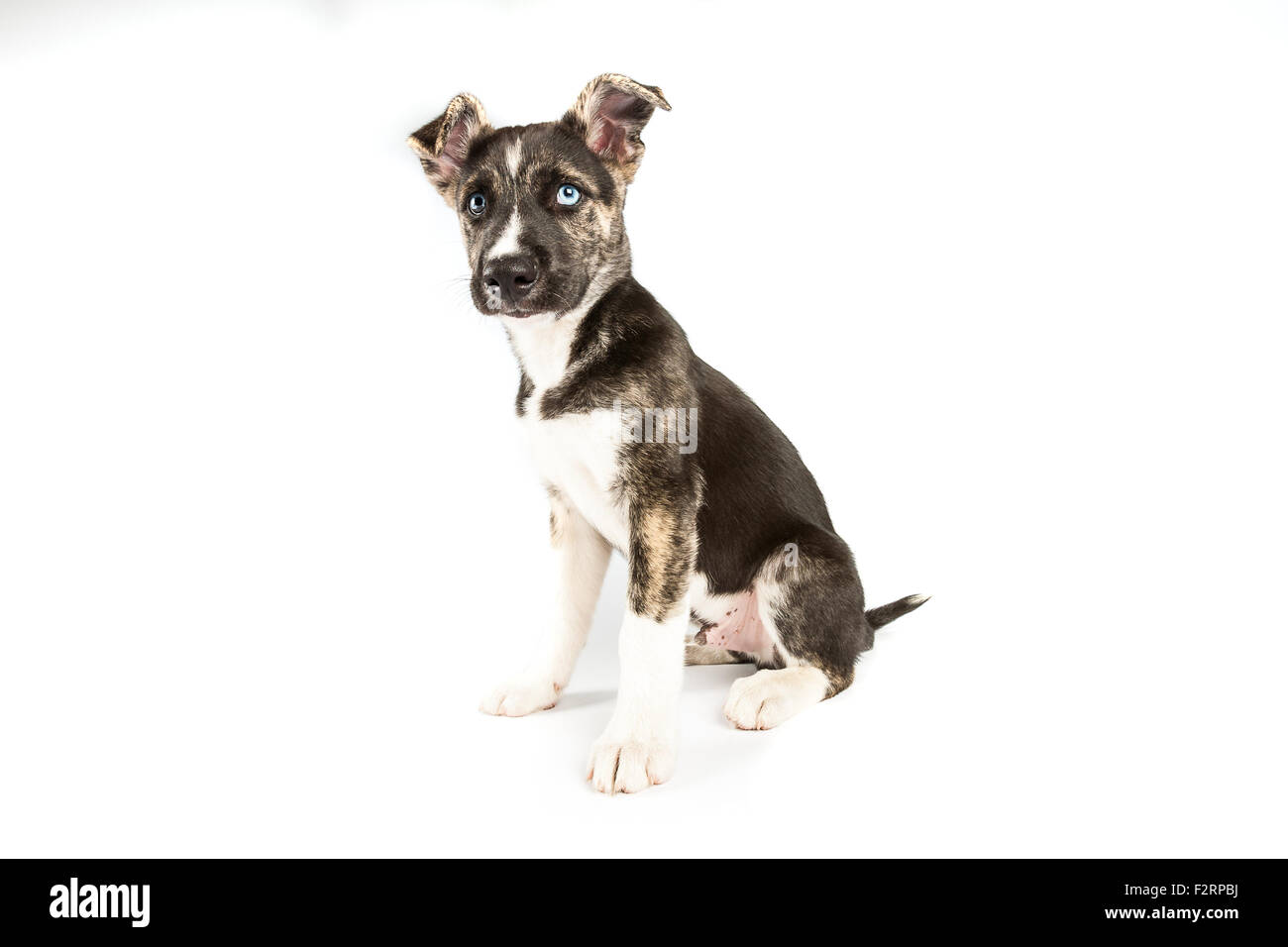 Staffordshire Terrier Husky Mix Stock Photo Alamy