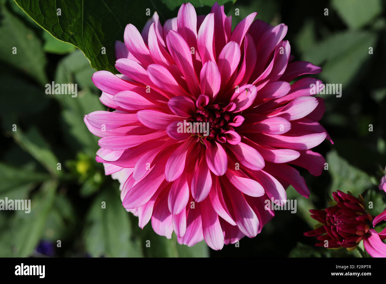 Perfect dahlia flower hi-res stock photography and images - Alamy