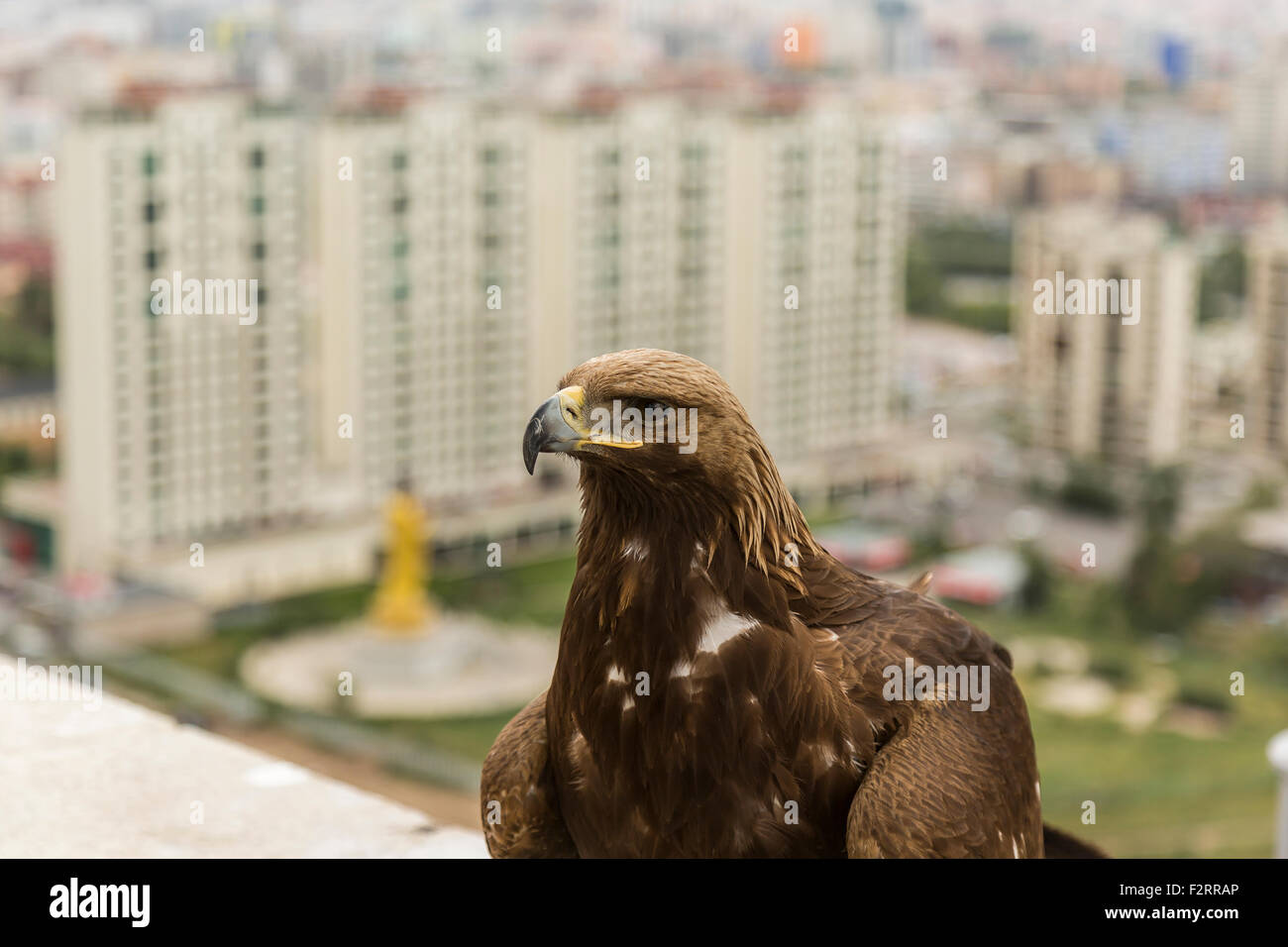 Mongolian Golden Eagle in Ulan Bator Stock Photo