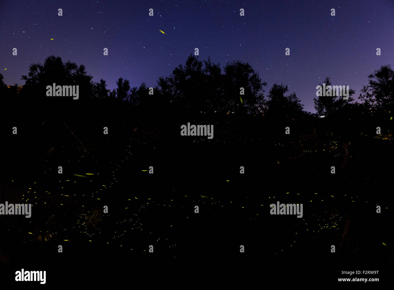 A composite image showing hundreds of fireflies flashing at night