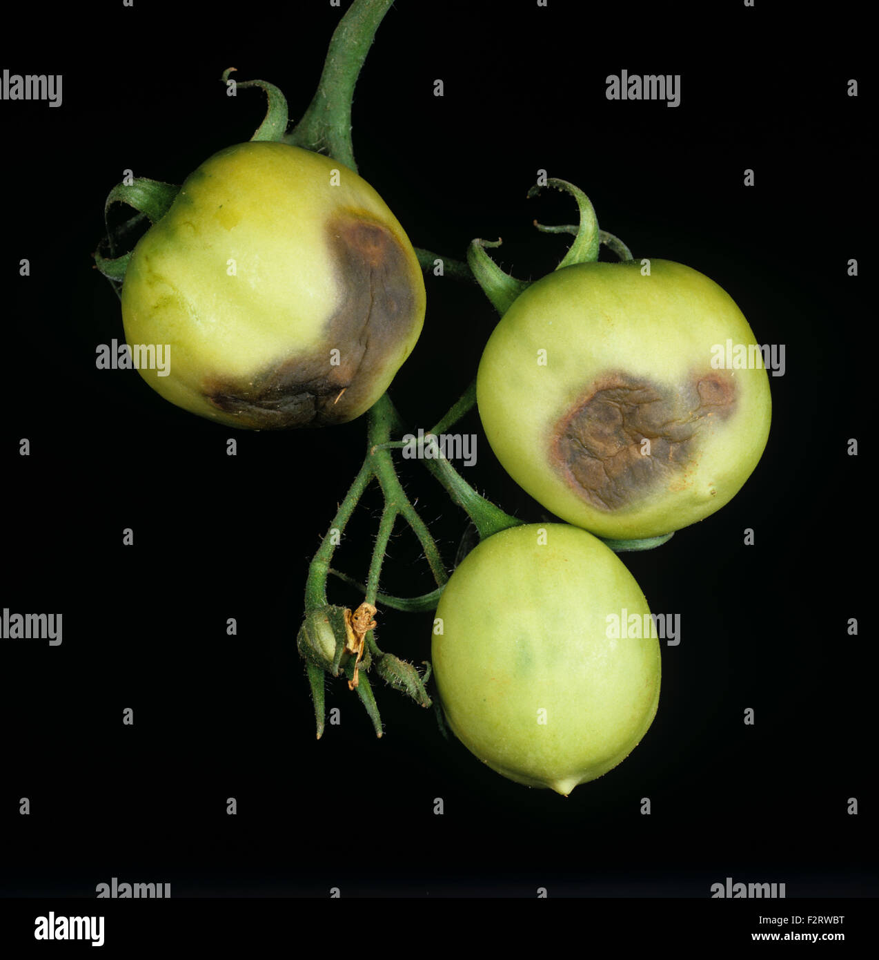 Late blight, Phytophthora infestans, lesions on green tomato fruit, Thailand Stock Photo
