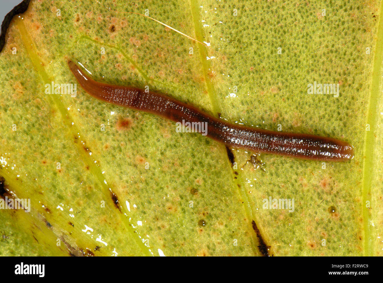 A freshwater leech, Erpobdella spp., a predator of small water ...