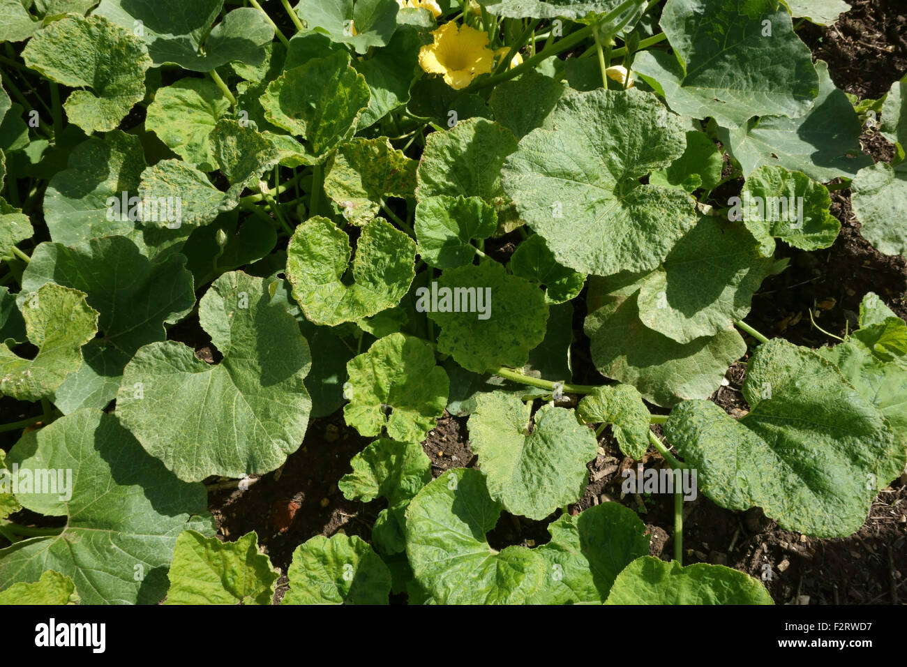 Cucumber mosaic virus, CMV, symptoms on a squash plant, Cucurbita spp., Hampshire, August. Stock Photo