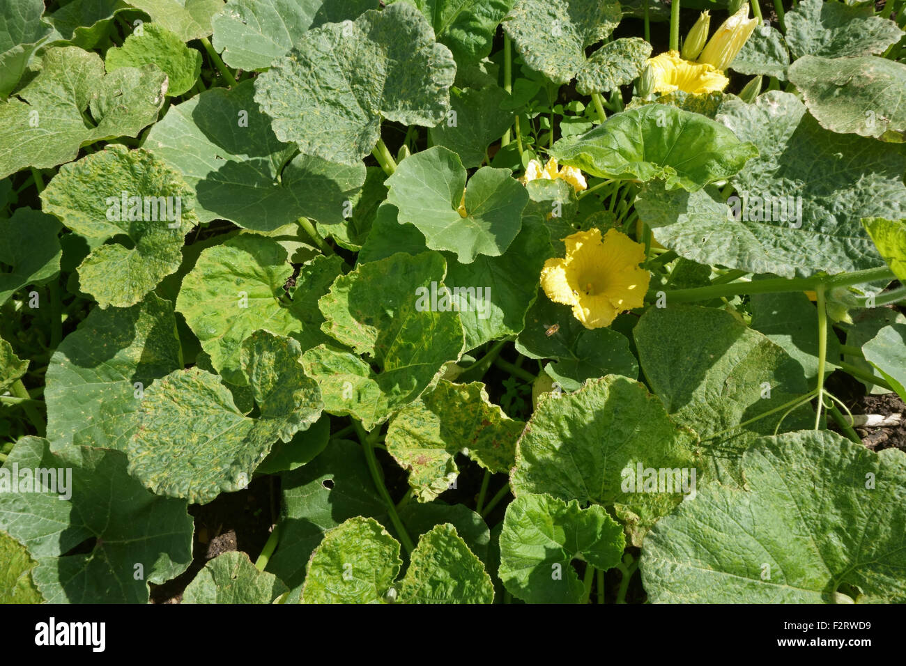 Cucumber mosaic virus, CMV, symptoms on a squash plant, Cucurbita spp., Hampshire, August. Stock Photo