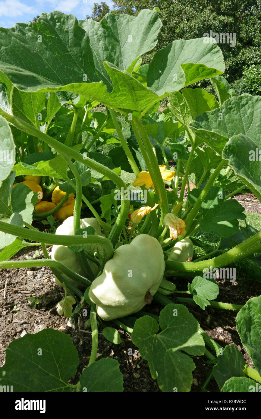 Patty-pan or custard squash plant, Cucurbita pepo, plant with deleloping squashes, Hampshire, August Stock Photo