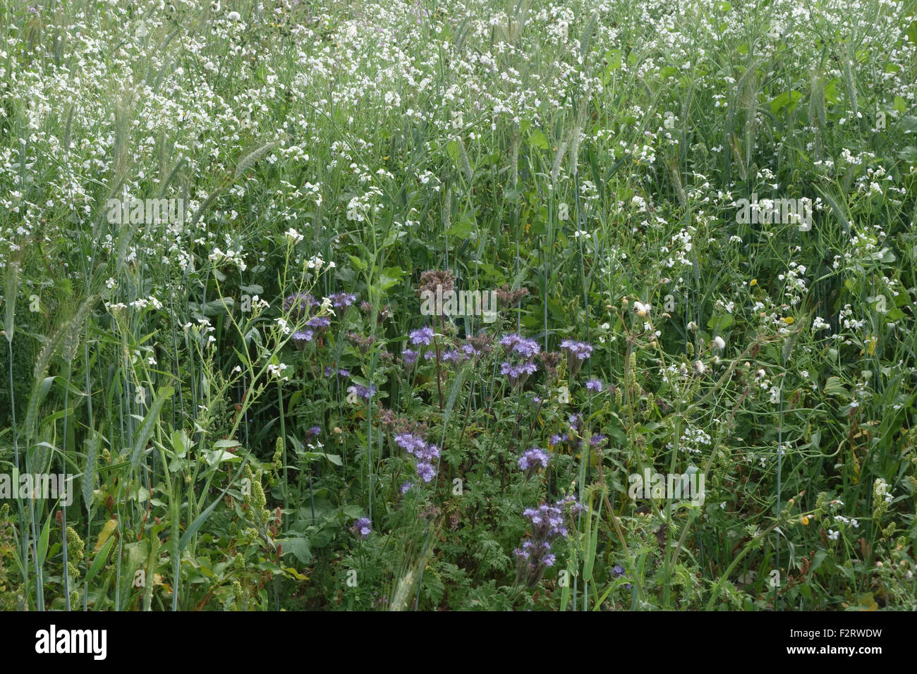 Wildflower margin with flowering plants to attract insects and wildlife alongside farm crops,  Berkshire, September Stock Photo