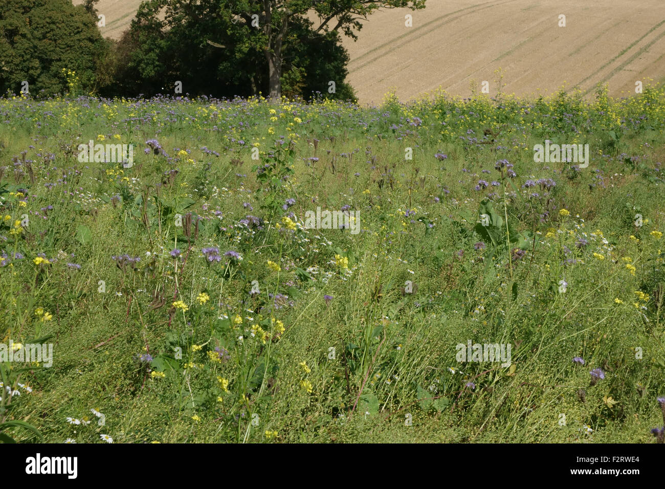 Wildflower area with flowering plants to attract insects and wildlife alongside farm crops,  Berkshire, September Stock Photo