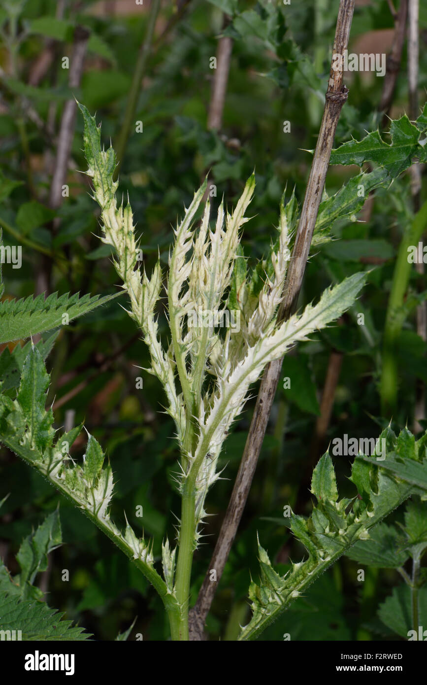 White leaves, chlorosis of creeping thistle, Cirsium arvense, caused by a bacterial disease, Pseudomonas syringae pv tagetis Stock Photo