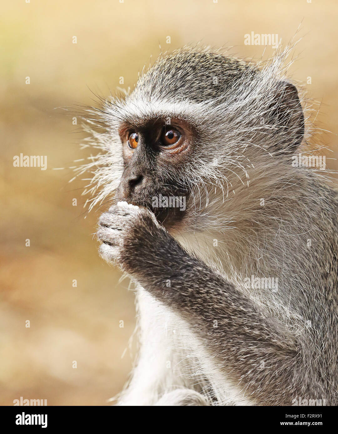 portrait of a Velvet monkey in Kruger National Park, South Africa. Stock Photo