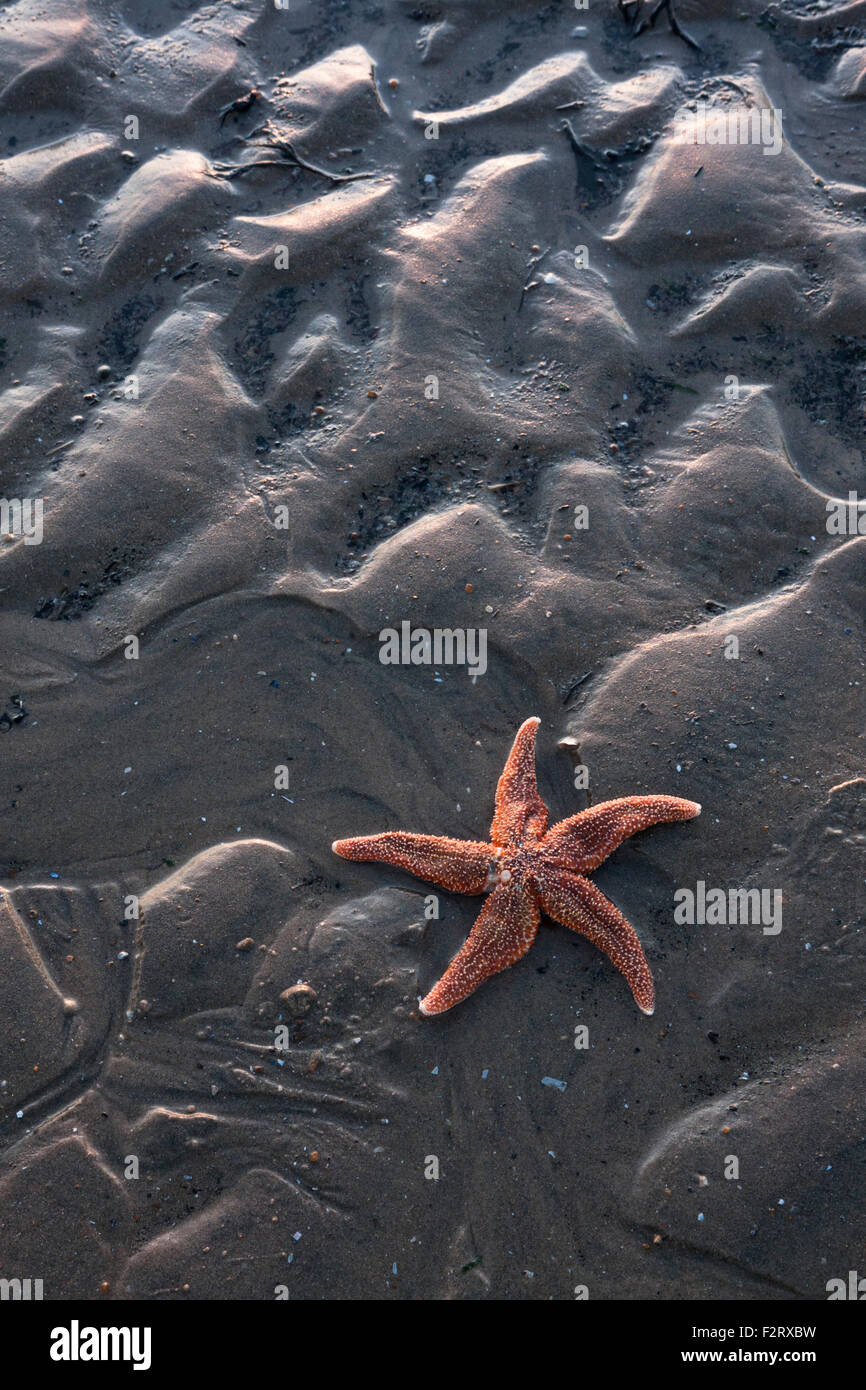 Star fish at low tide on wet, rippled sand Stock Photo
