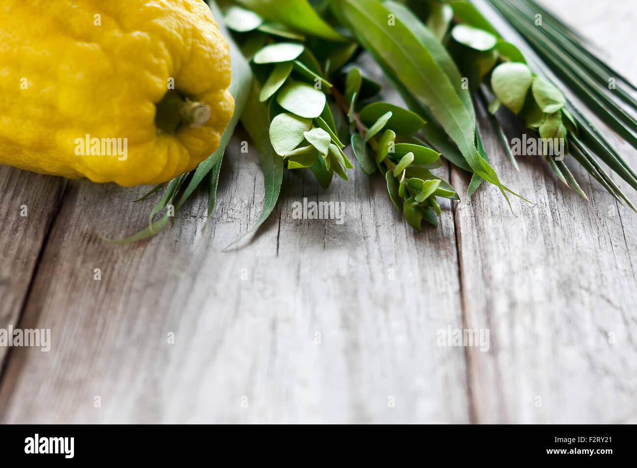 Symbols of jewish fall festival of Sukkot, lulav - etrog, palm branch, myrtle and willow - on old wooden background. Stock Photo