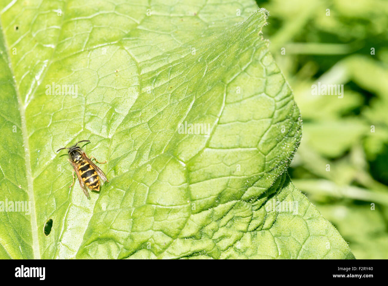 A single social wasp (Vespa) on a comfrey leaf Stock Photo