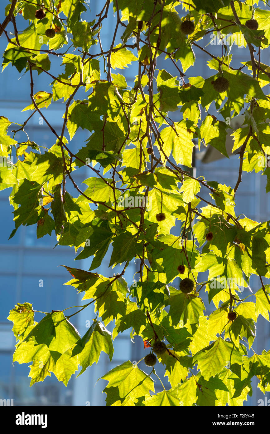 Close view of back-lit leaves of a London Plane tree taken in central London with an office block behind Stock Photo