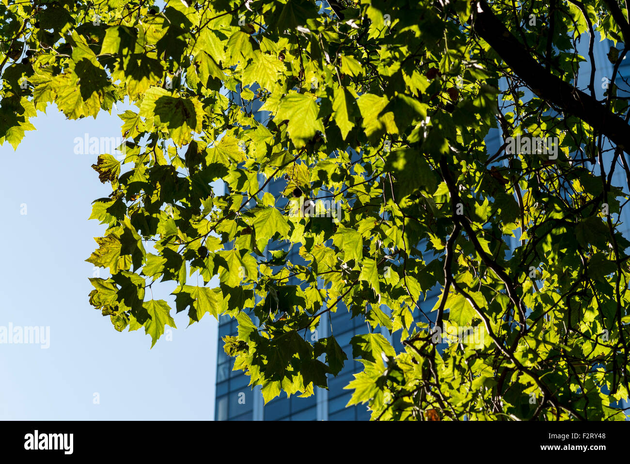 The back-lit leaves of a London Plane tree taken in central London with an office block in the background Stock Photo