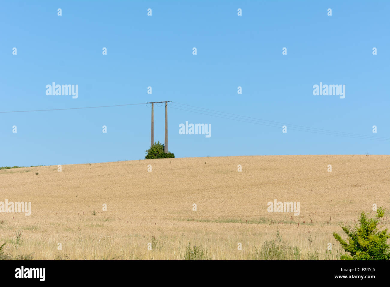 Wheat field in French countryside in Maritimes Region, France Stock