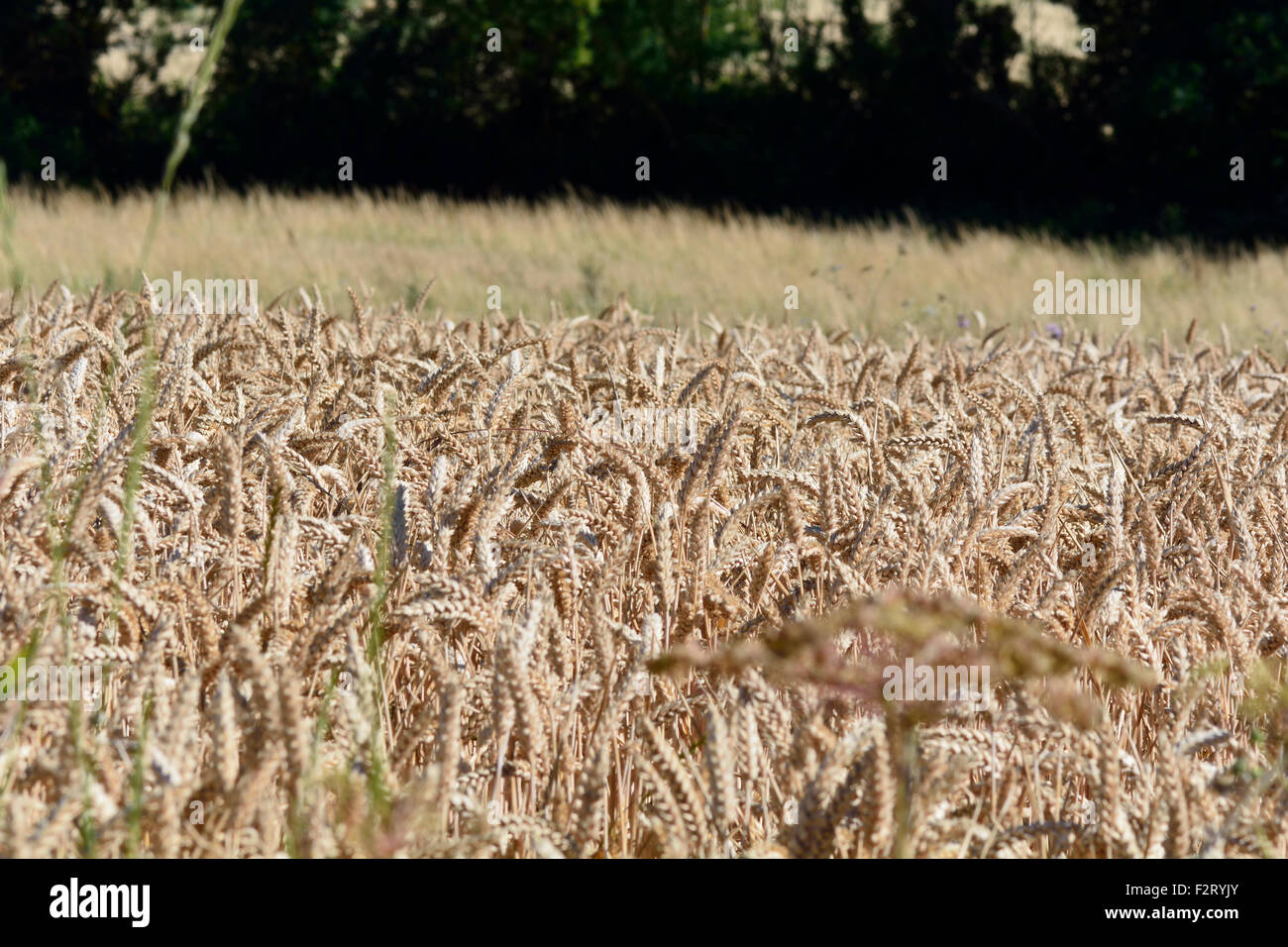 Wheat field in French countryside in Maritimes Region, France Stock Photo Alamy