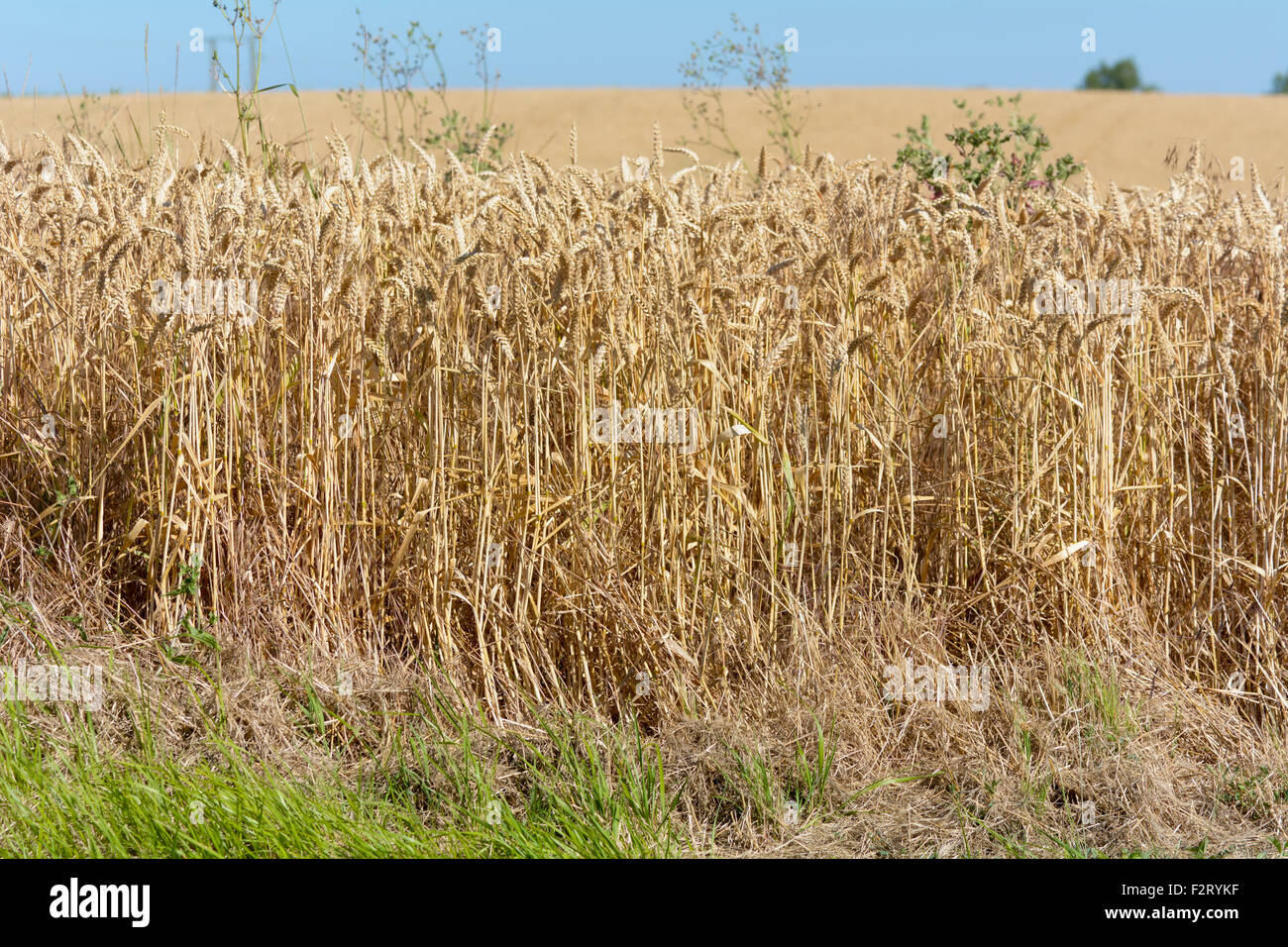 Wheat field in French countryside in Maritimes Region, France Stock