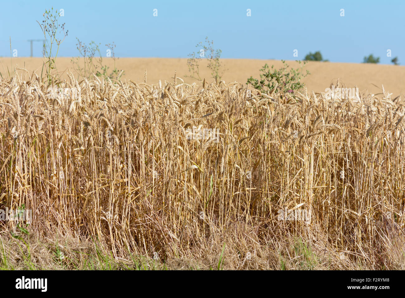 Wheat Field In French Countryside In Maritimes Region France Stock Photo Alamy
