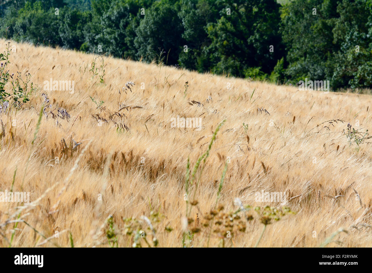 Wheat field in French countryside in Maritimes Region, France Stock Photo Alamy