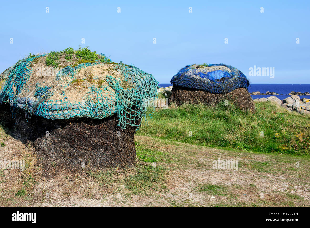 Heaps of harvested seaweed, drying to gain soda for production of iodine, Meneham / Menez Hom along Kerlouan, Brittany, France Stock Photo