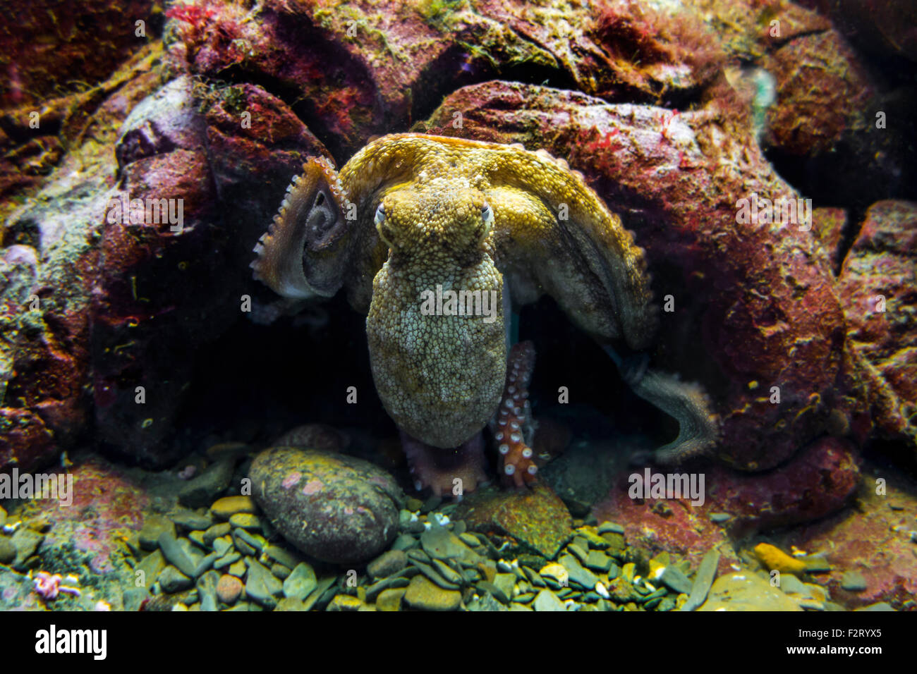 Common octopus (Octopus vulgaris) in aquarium at Oceanopolis - ocean discovery park - at Brest, Brittany, France Stock Photo