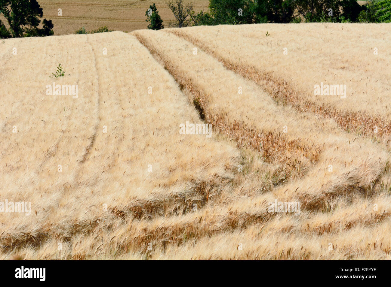 Wheat field in French countryside in Maritimes Region, France Stock Photo Alamy