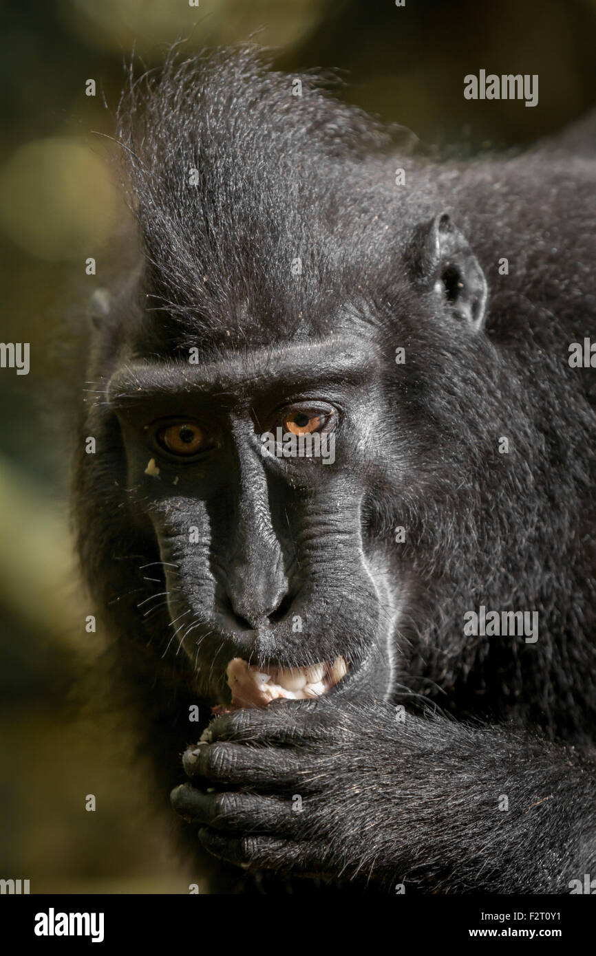 Portrait of a Sulawesi black-crested macaque (Macaca nigra) in Tangkoko Nature Reserve, North Sulawesi, Indonesia. Stock Photo