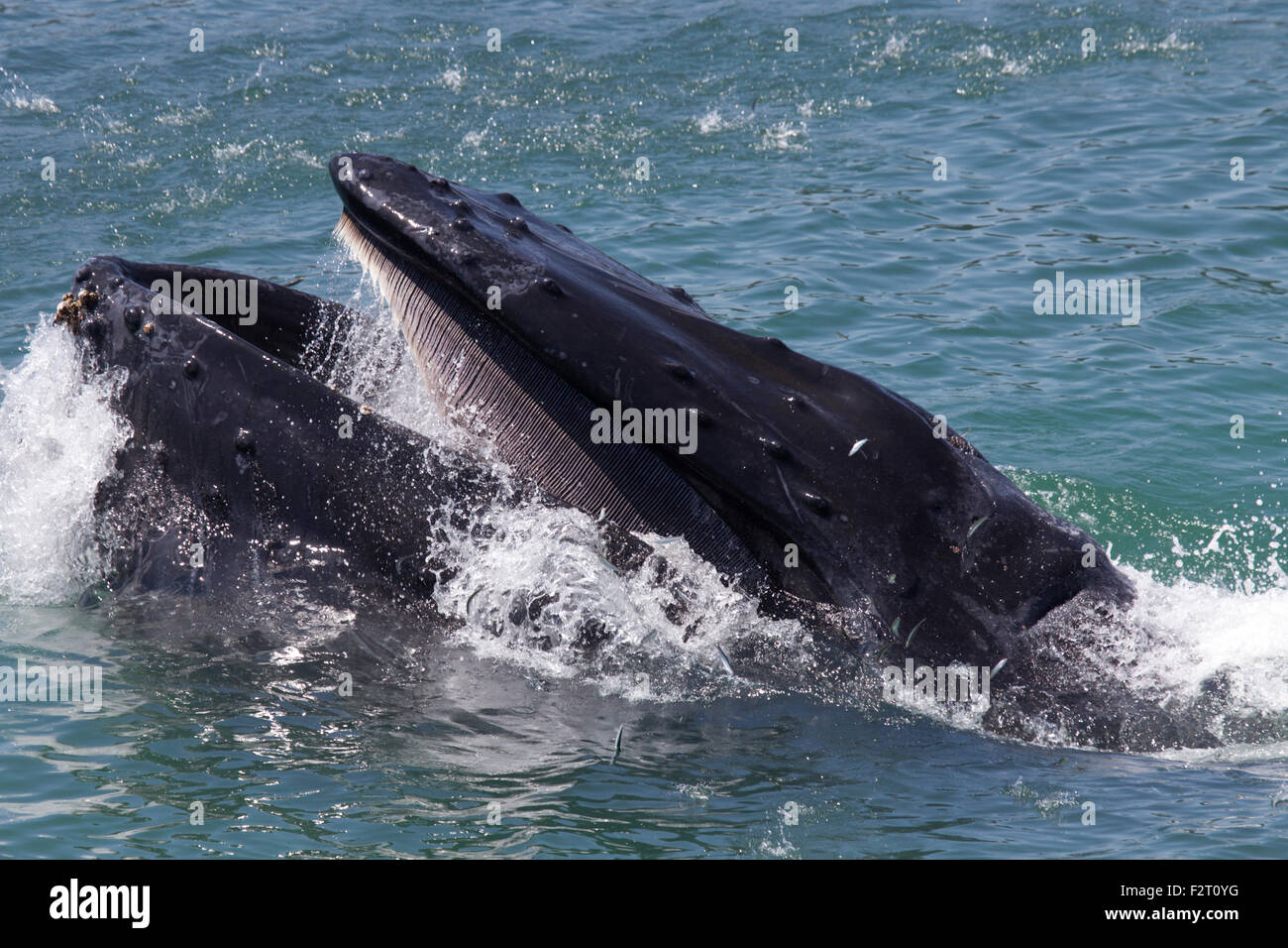 Humpback Whale Lunge Feeding Stock Photo