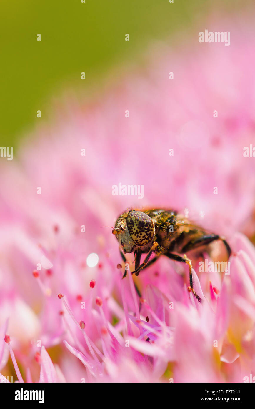 Honeybee on pink flower, close up macro, selective focus Stock Photo