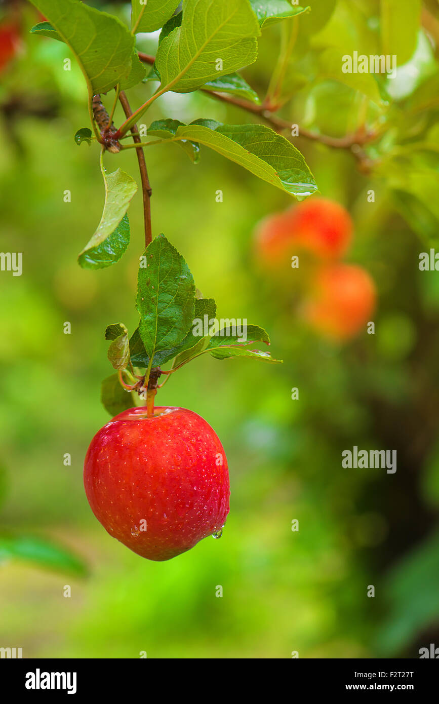 Organic red apple on branch, fruit on orchard ready for picking Stock Photo