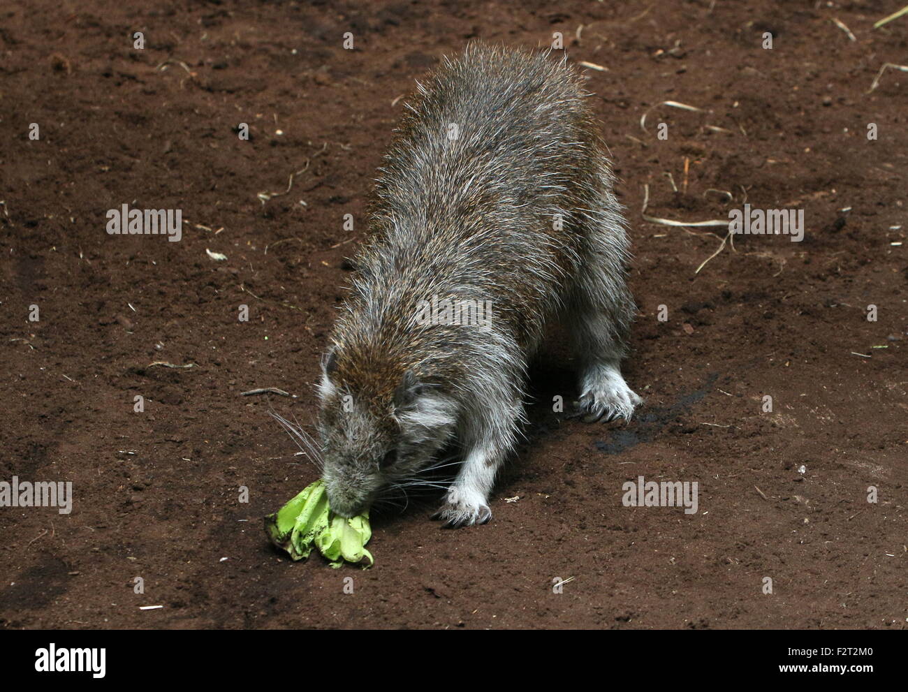 Juvenile Cuban or Desmarest's Hutia (Capromys pilorides) feeding on ...