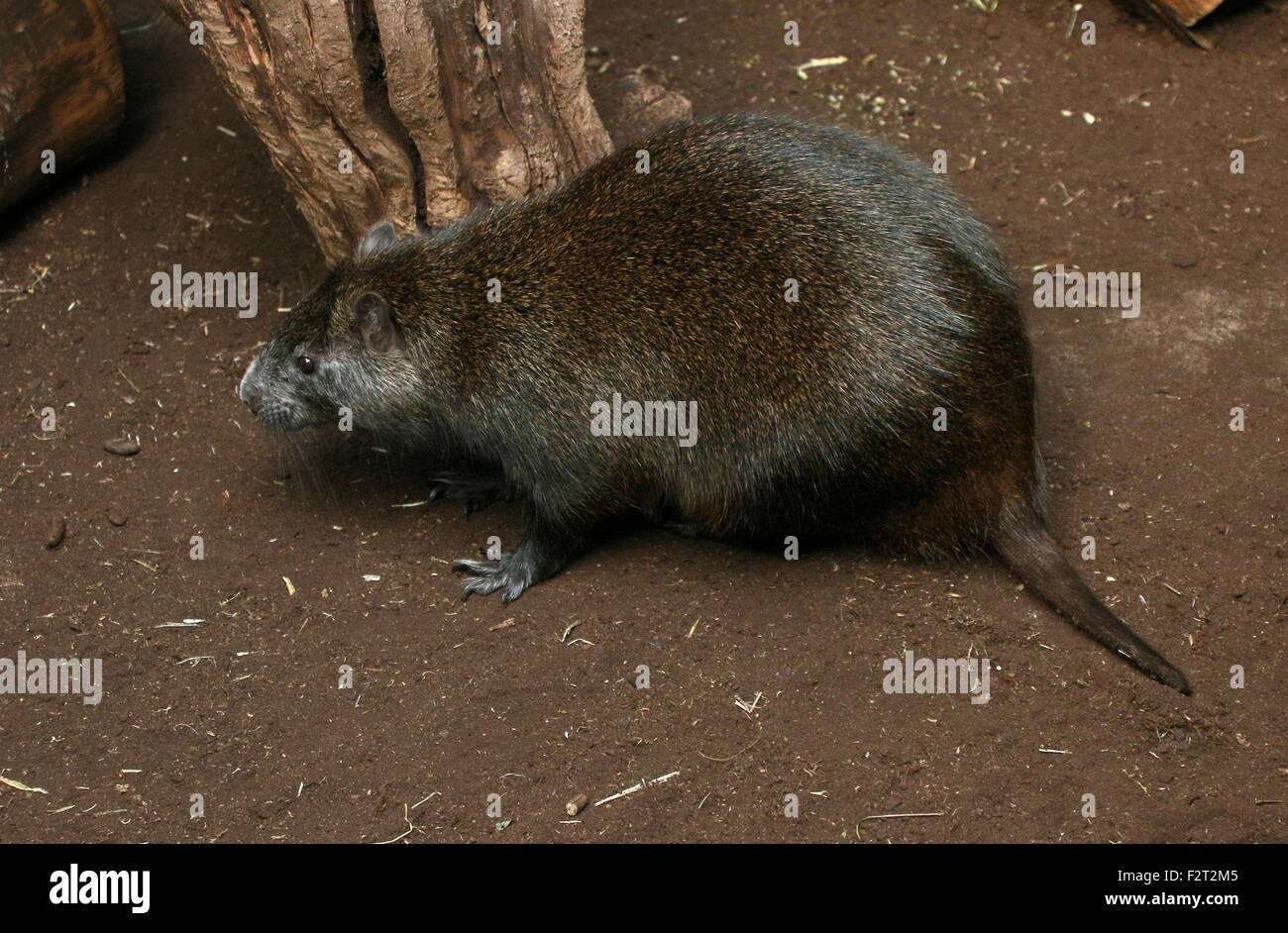 Juvenile Cuban or Desmarest's Hutia (Capromys pilorides Stock Photo - Alamy