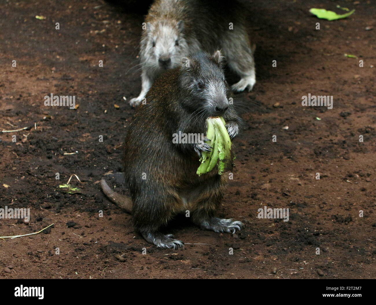 Mature Cuban or Desmarest's Hutia (Capromys pilorides) standing on hid legs while feeding, juvenile in the background Stock Photo