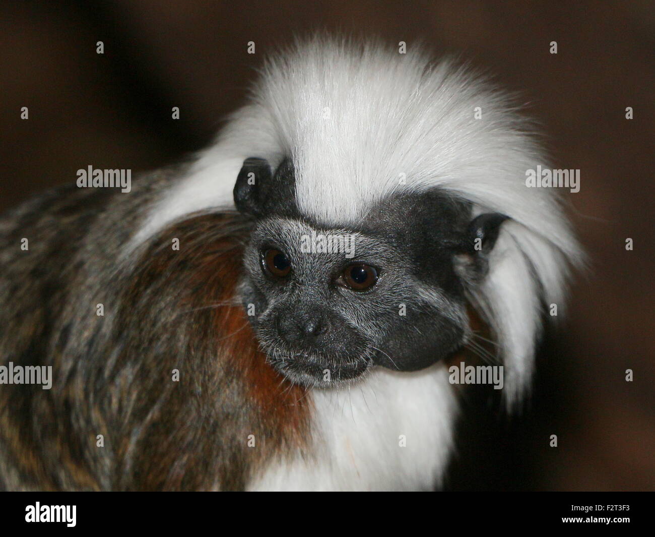 Close up of the head of a Colombian Cotton-top tamarin or Pinché tamarin (Saguinus oedipus) Stock Photo