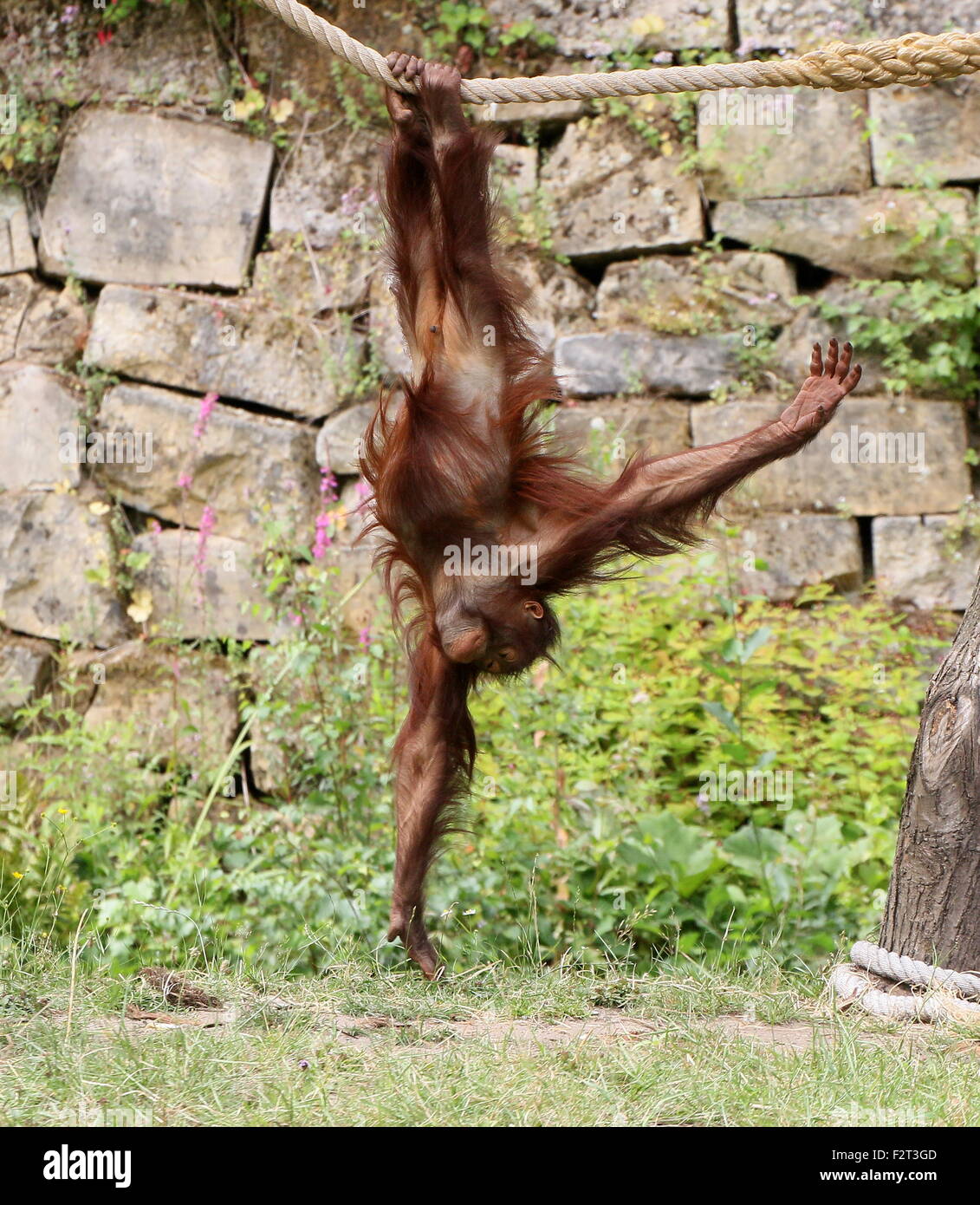 Playful male juvenile Bornean orangutan (Pongo pygmaeus) hanging upside down on a rope Stock Photo