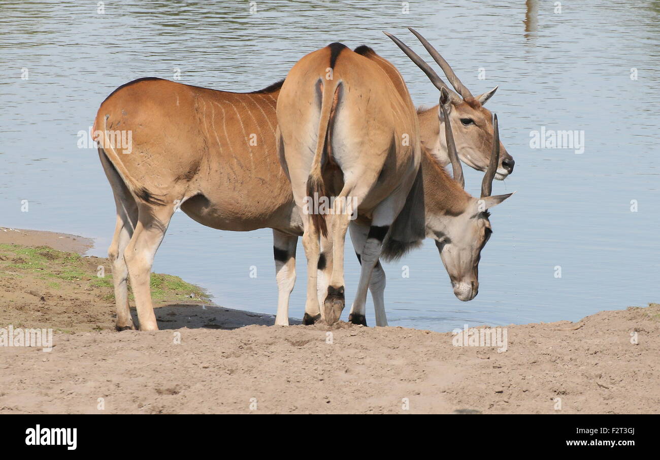 Pair of African Southern or Common Eland antelopes (Taurotragus oryx) Stock Photo