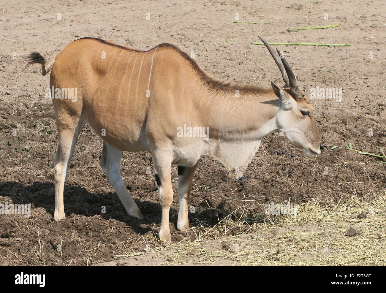 African Southern or Common Eland antelope (Taurotragus oryx) Stock Photo